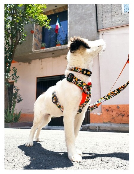 Dingo Obroża regulowana City - Chiapas 4,0cm/75cm