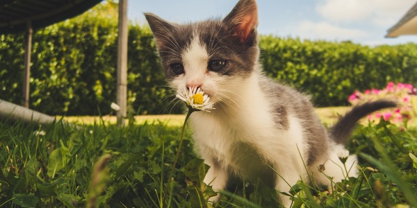 Wiosenne spacery z kotem - jak się przygotować?