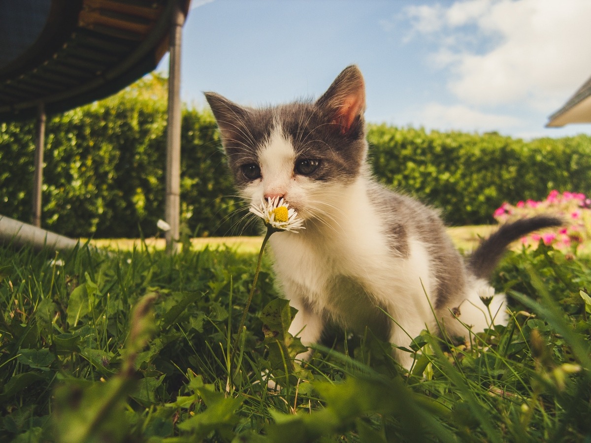 Wiosenne spacery z kotem - jak się przygotować?